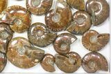Lot: kg Iridescent, Red Flash Ammonites (-) - Pieces #82474-1